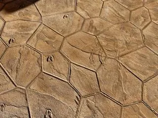 1772109426-Pauletta Case Deer Stamp1.webp